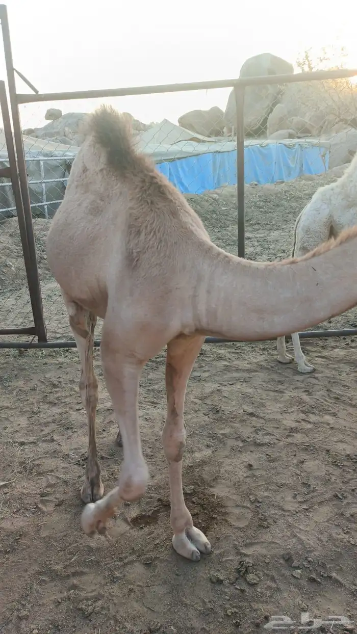 للبيع حاشي العمر 8 شهور 3