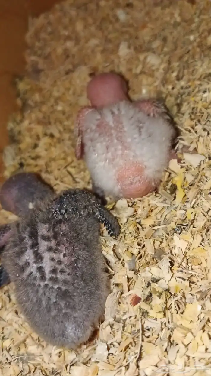 انثى روز منتج شرط شرط 5