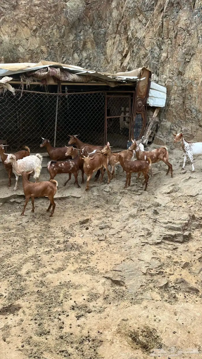 عنقان تربية 4