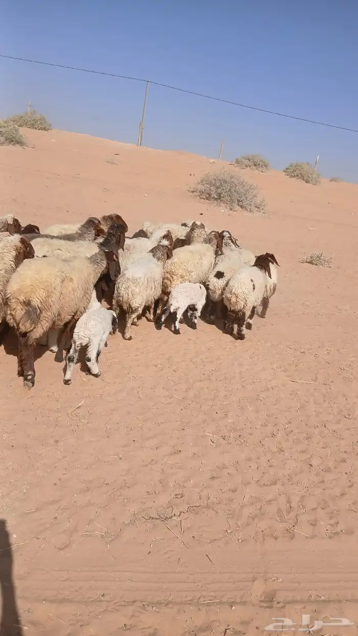 للبيع حريات مواليد ومواليد نعيمي 0