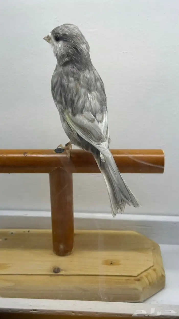 مجموعه كناري للبيع 14