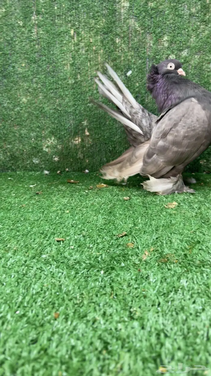 جوز كرنقو مع الانتاج 2