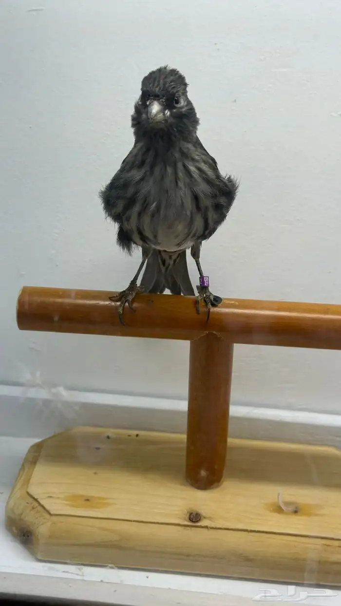 مجموعه كناري للبيع 11