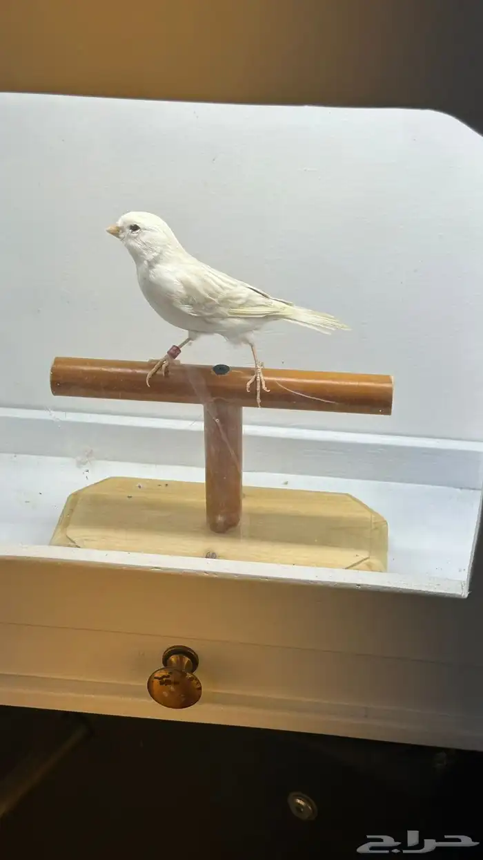 مجموعه كناري للبيع 17