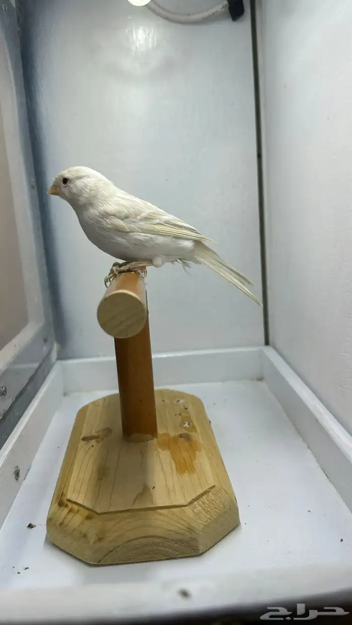 مجموعه كناري للبيع 0