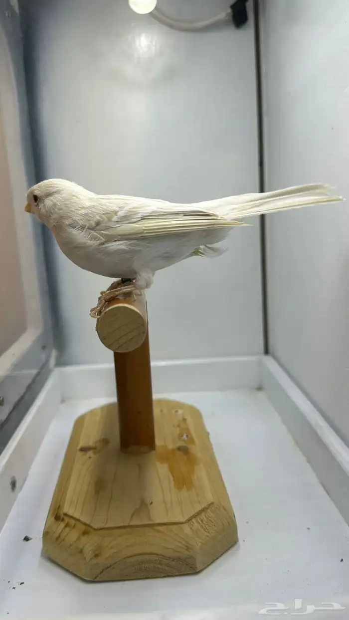 مجموعه كناري للبيع 4