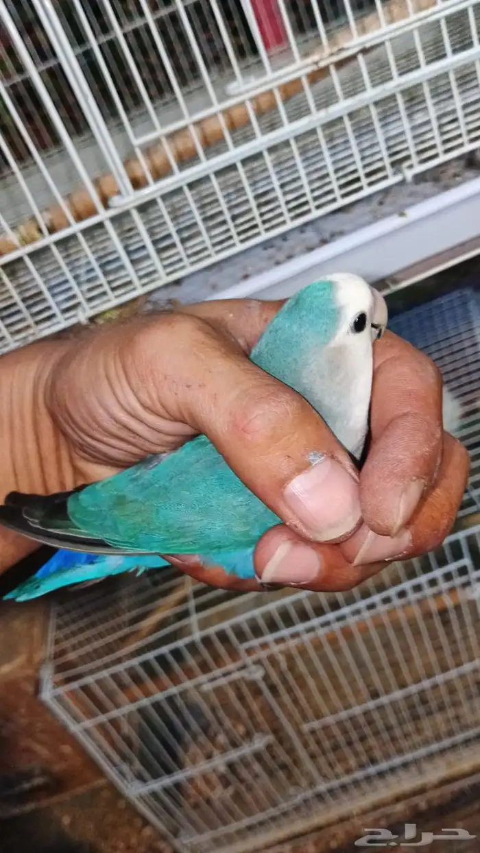 انثى روز منتج شرط شرط 3