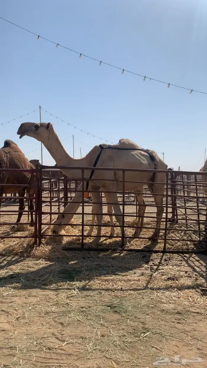 خفوت رمانيه ( مشروطه ) 0