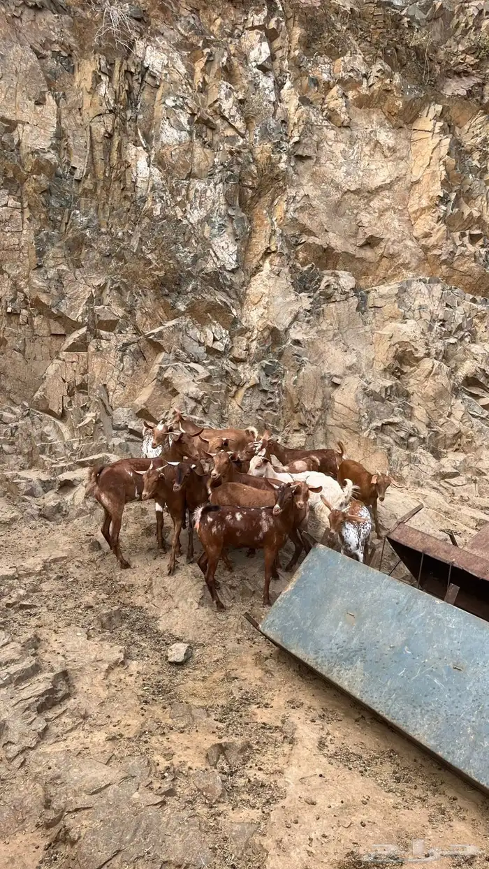 عنقان تربية 1