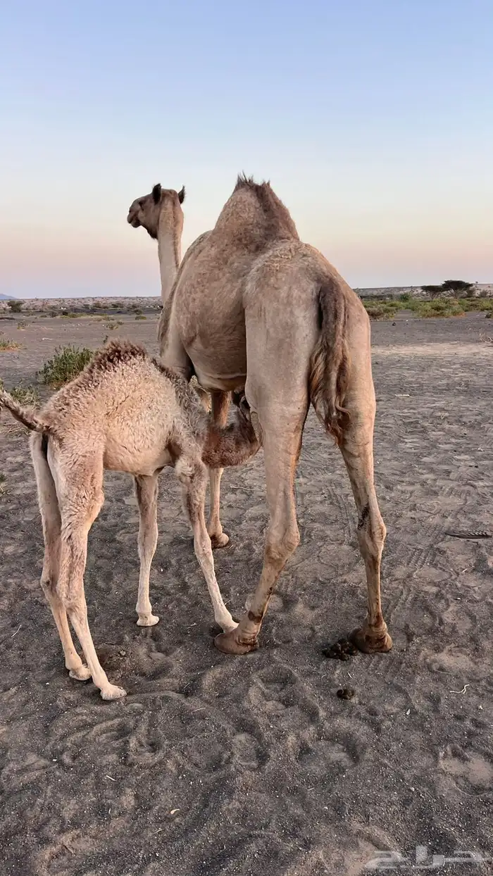 ناقه خلفة طيبه 3