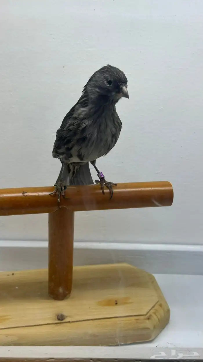 مجموعه كناري للبيع 10