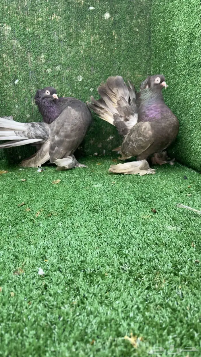 جوز كرنقو مع الانتاج 0