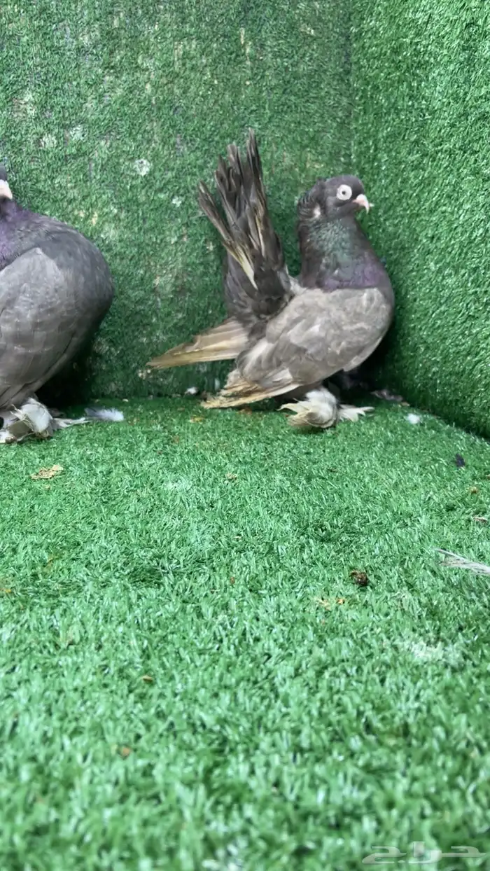 جوز كرنقو مع الانتاج 1