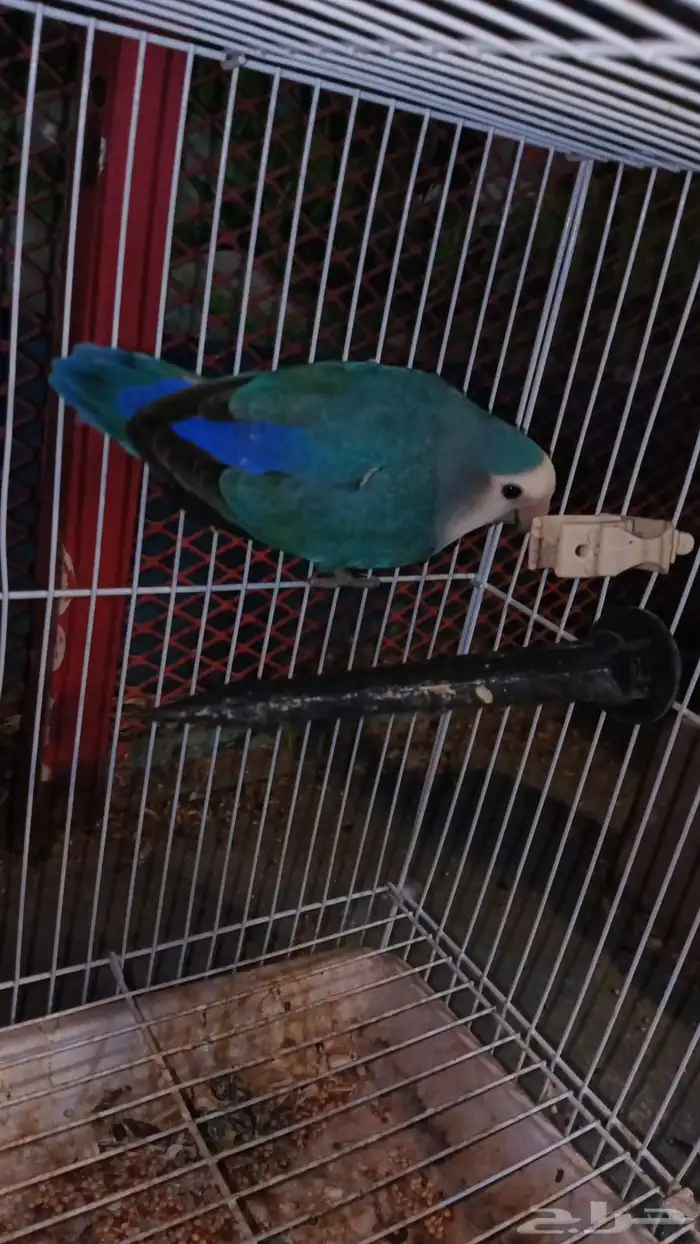 انثى روز منتج شرط شرط 2