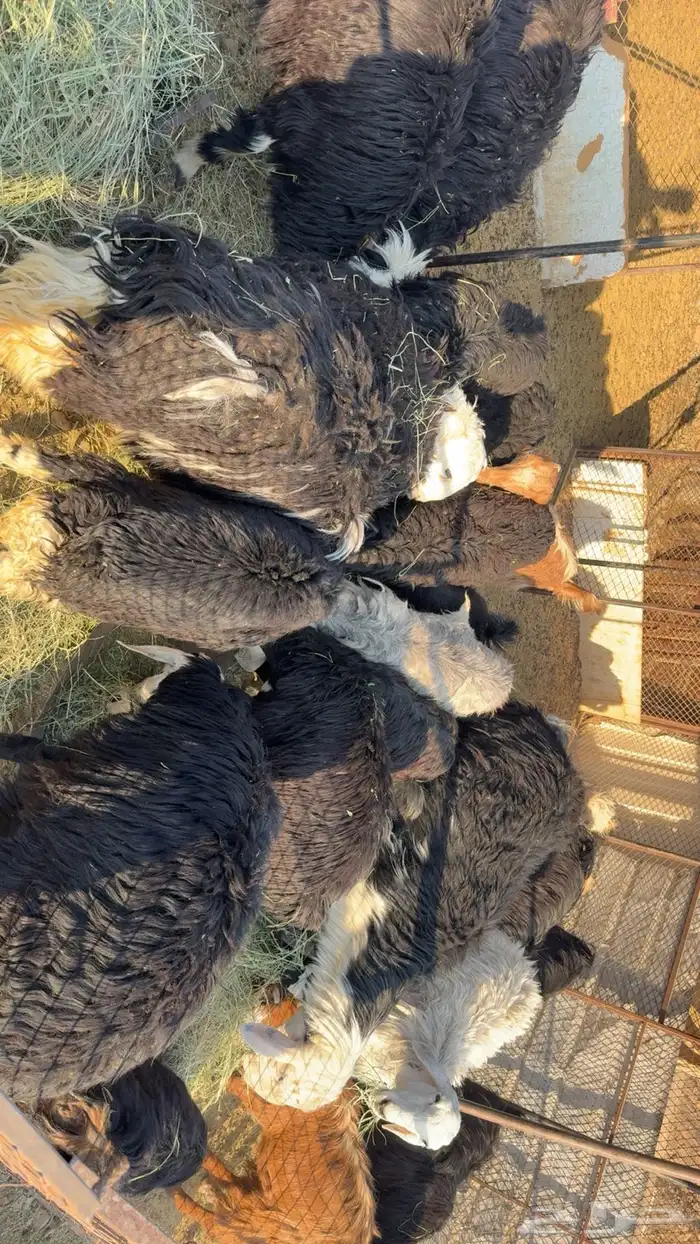 رخال وجفاره 0