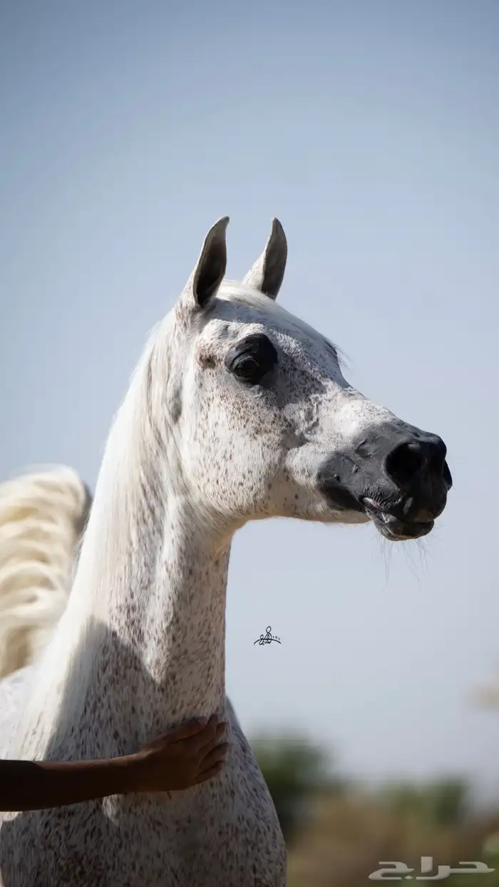 فرس مصريه فاخره العمر 15 2