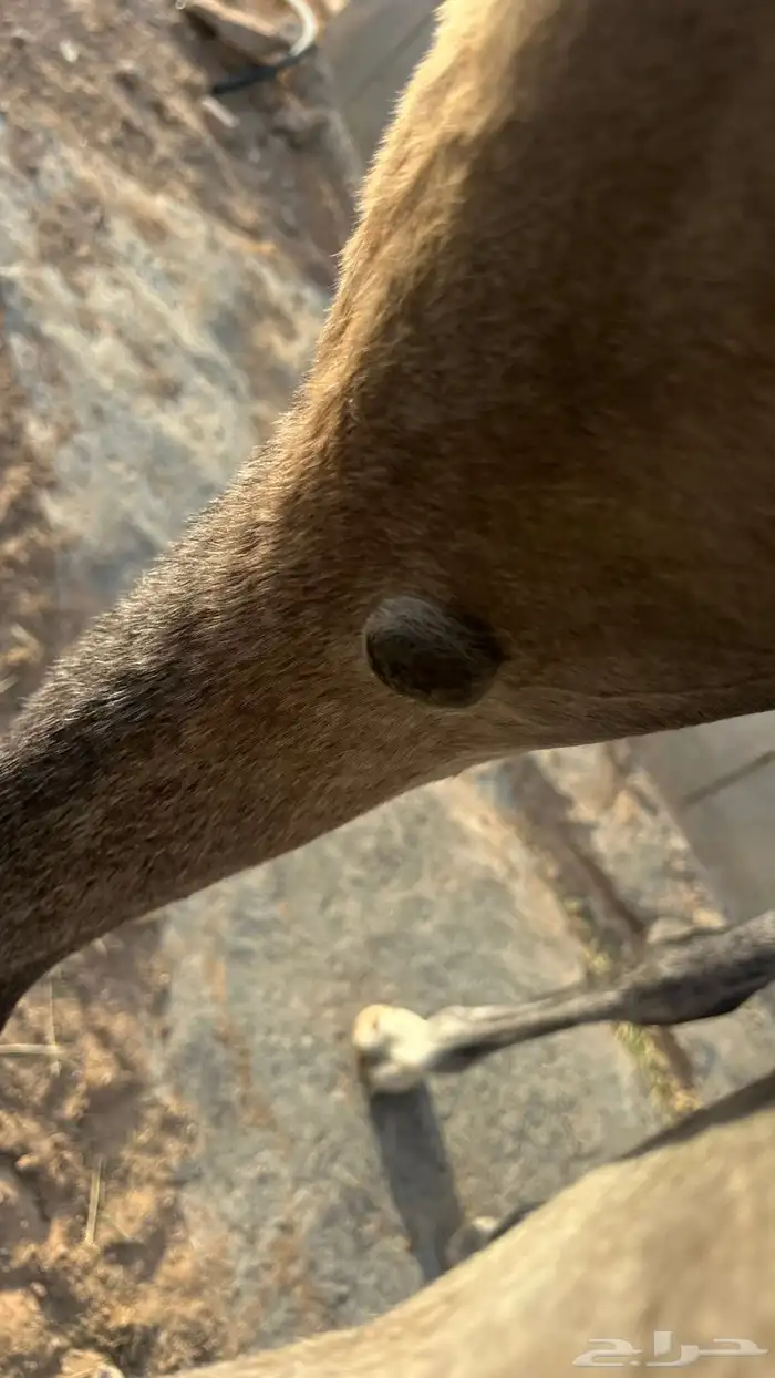 فرس واهو مكس 3