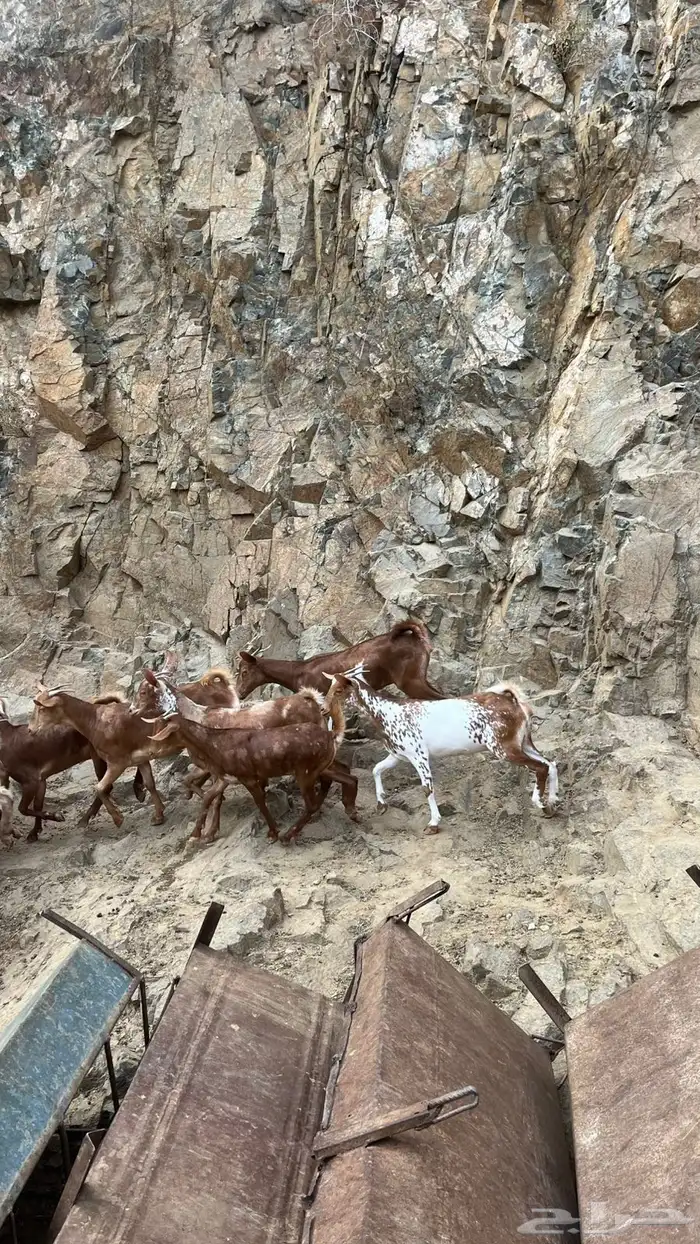 عنقان تربية 5