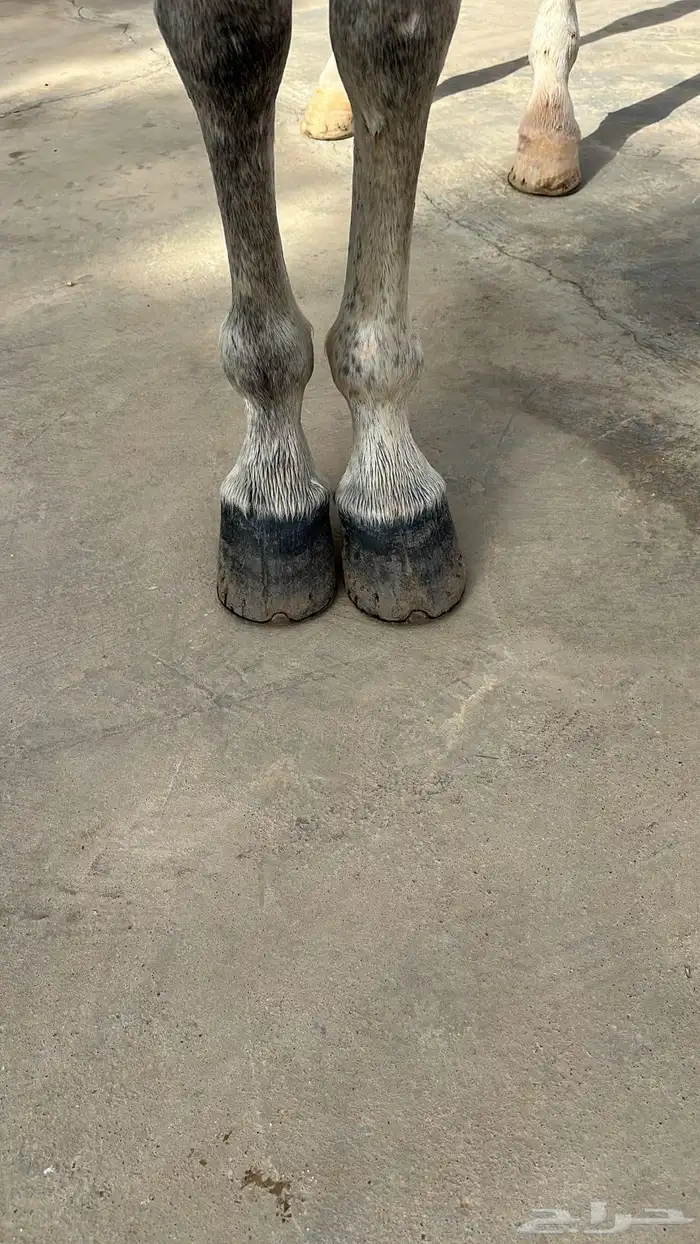 حصان واهو مصري بيور فاخر 5