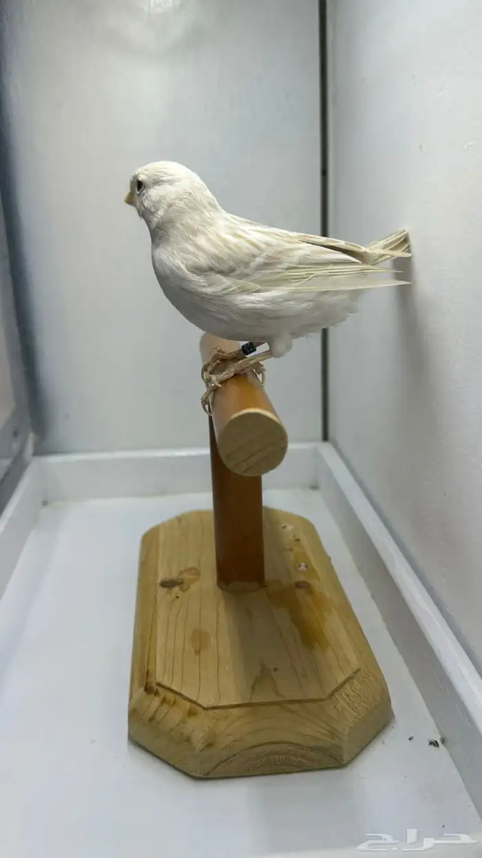 مجموعه كناري للبيع 1