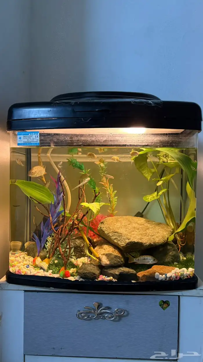 حوضين سمك للبيع مع الاسماك 0