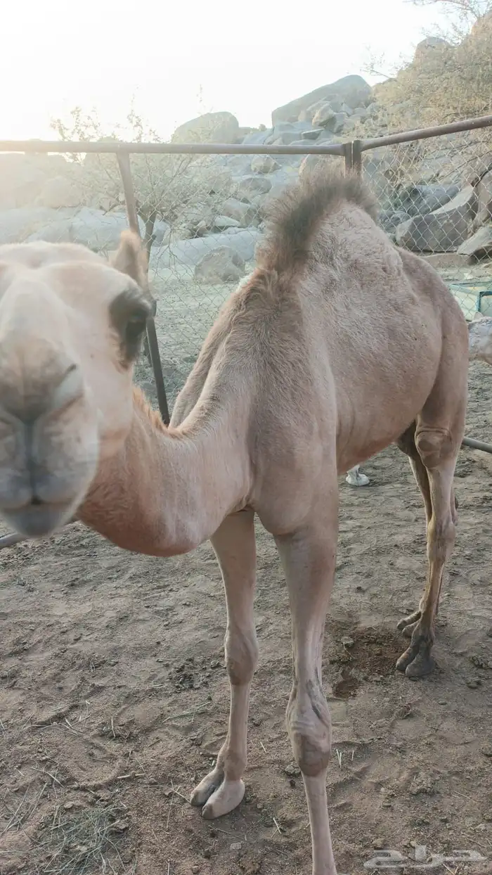 للبيع حاشي العمر 8 شهور 2