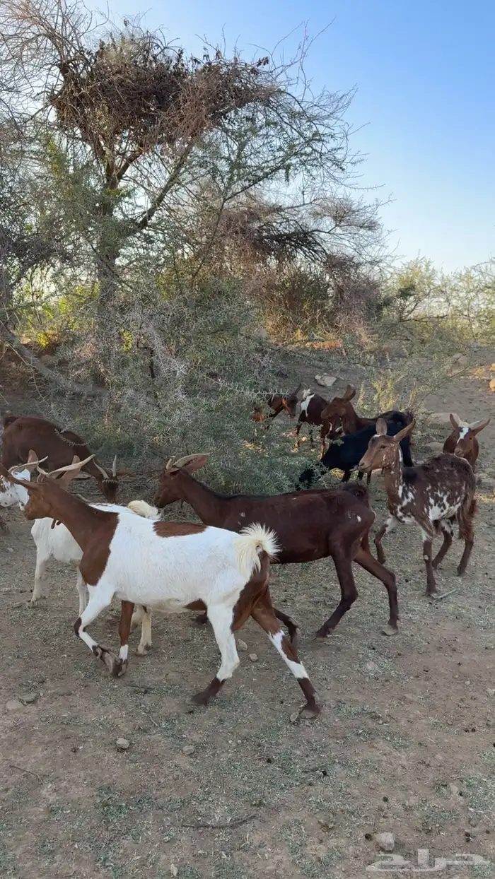 اعرض لكم معزا ولد كفوا 0