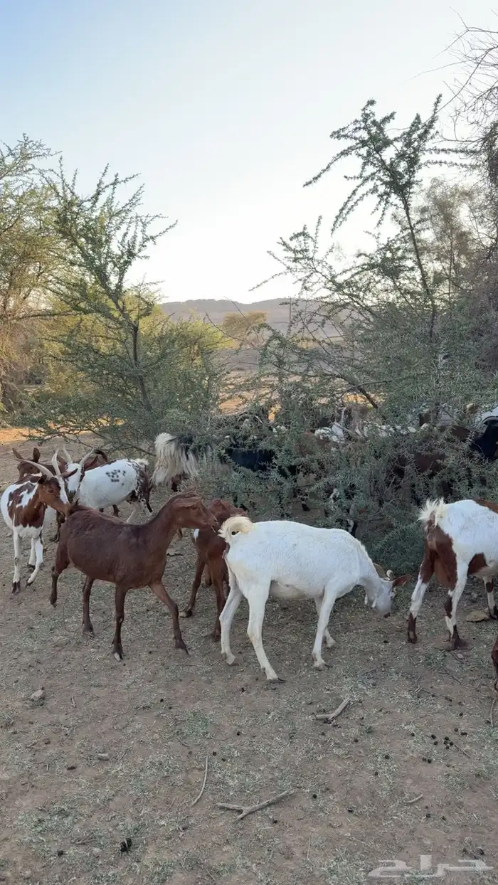 اعرض لكم معزا ولد كفوا 2