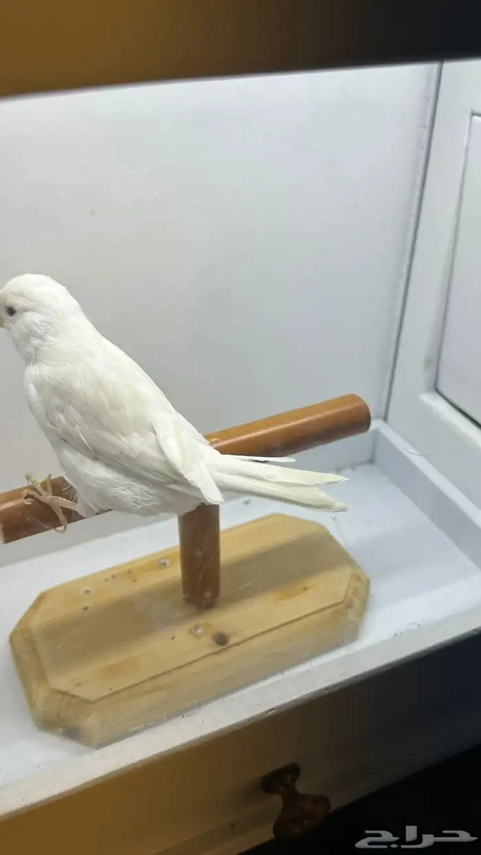 مجموعه كناري للبيع 8