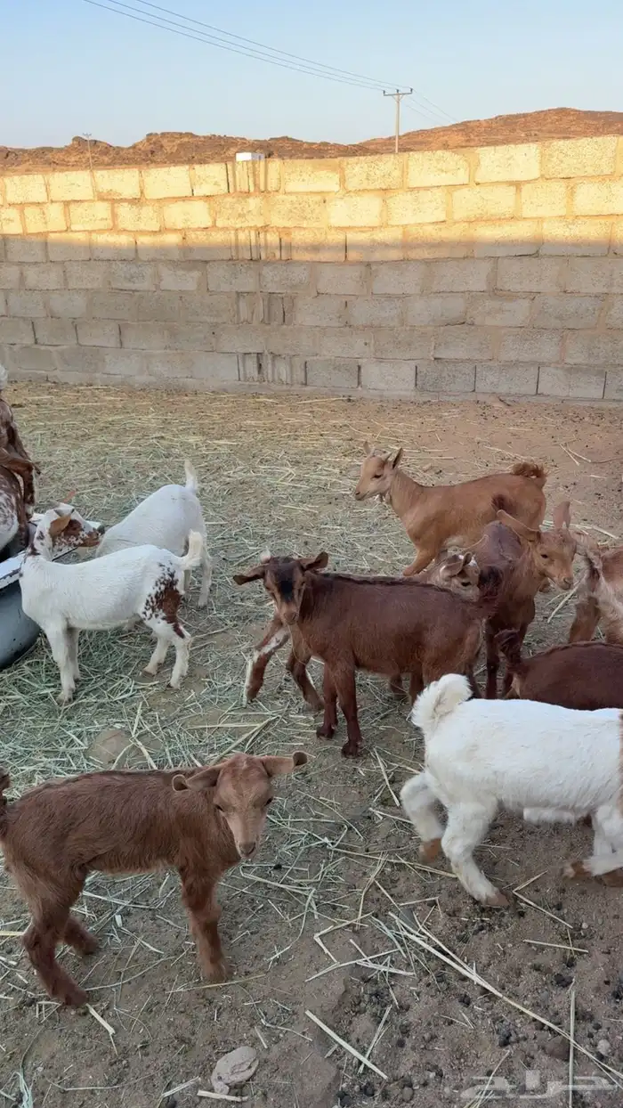 اعرض لكم معزا ولد كفوا 4