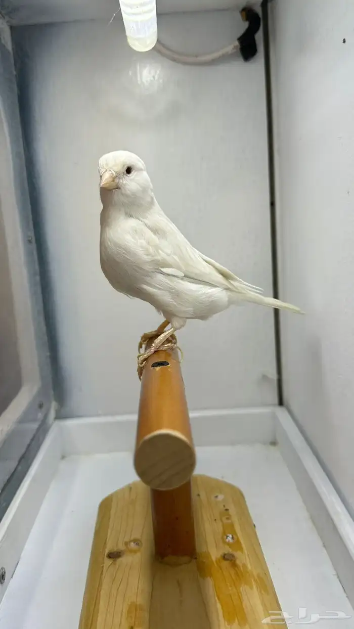 مجموعه كناري للبيع 7