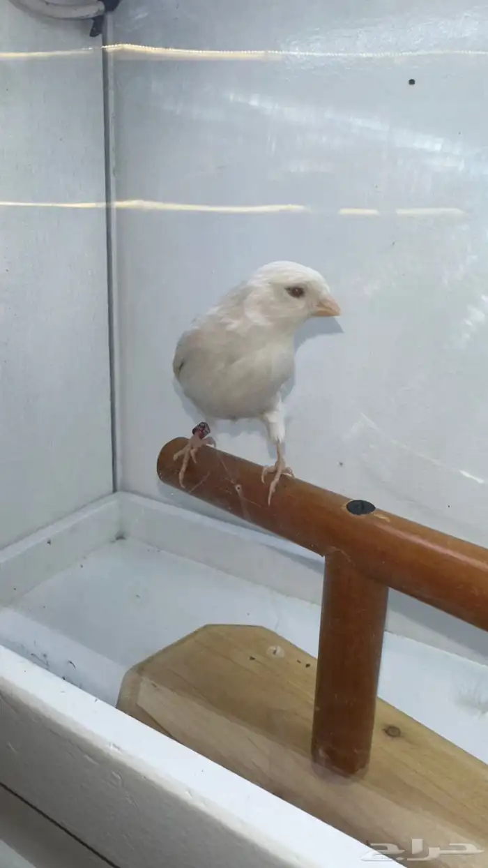 مجموعه كناري للبيع 21