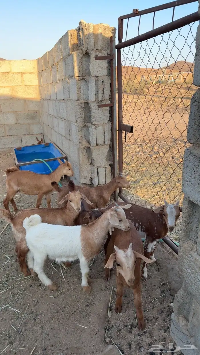 اعرض لكم معزا ولد كفوا 5