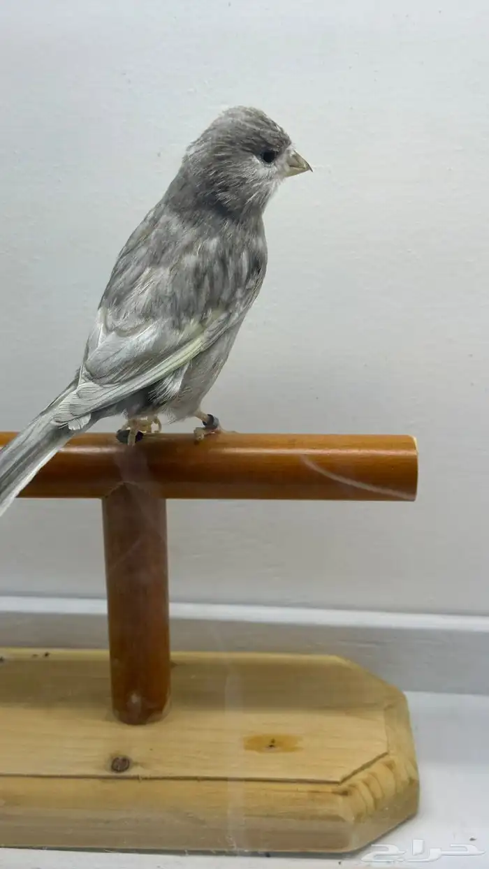 مجموعه كناري للبيع 15