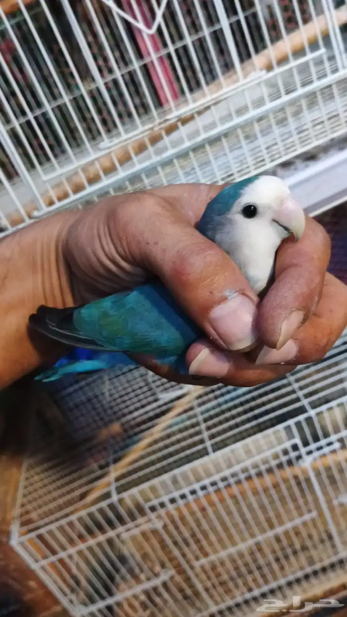 انثى روز منتج شرط شرط 4