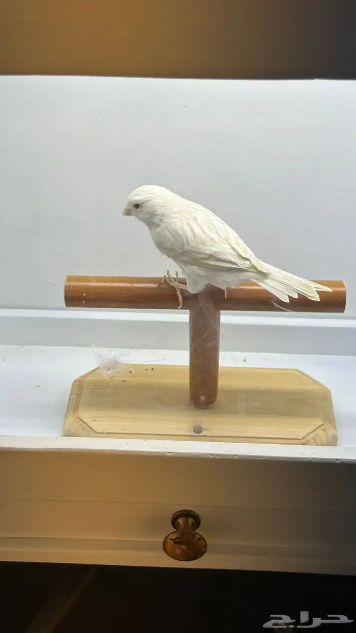 مجموعه كناري للبيع 19