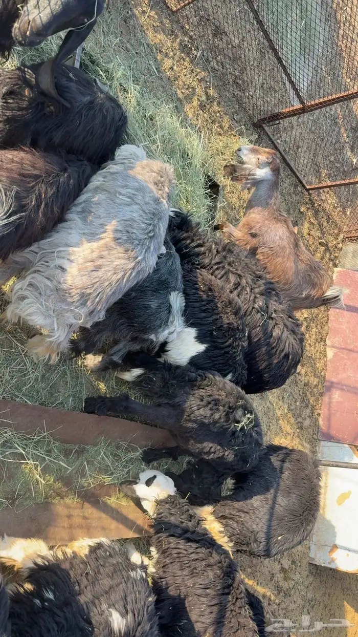 رخال وجفاره 1