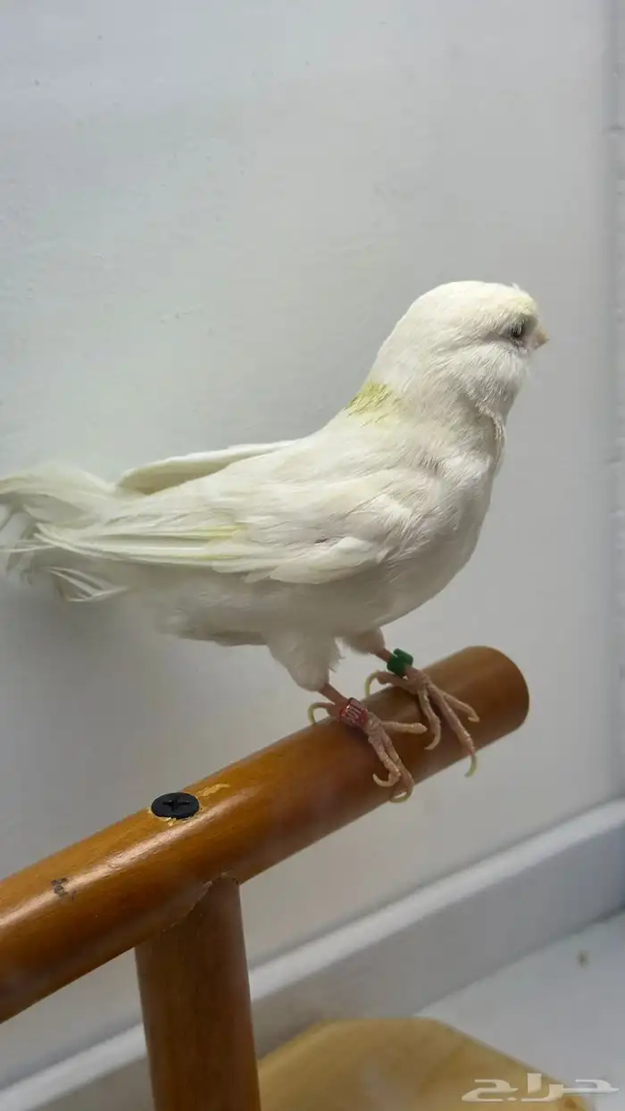 مجموعه كناري للبيع 9