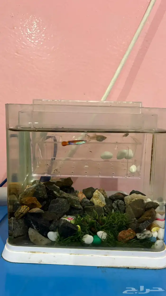 حوضين سمك للبيع مع الاسماك 2