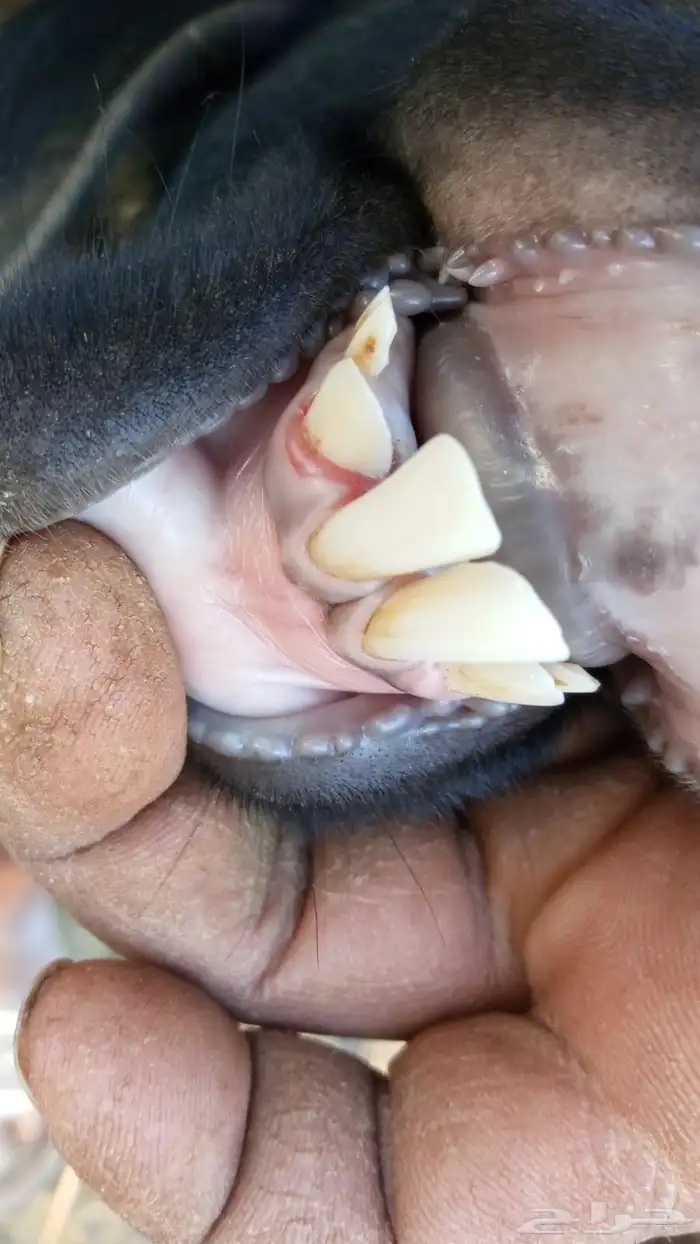 تيس فحل شرط 1