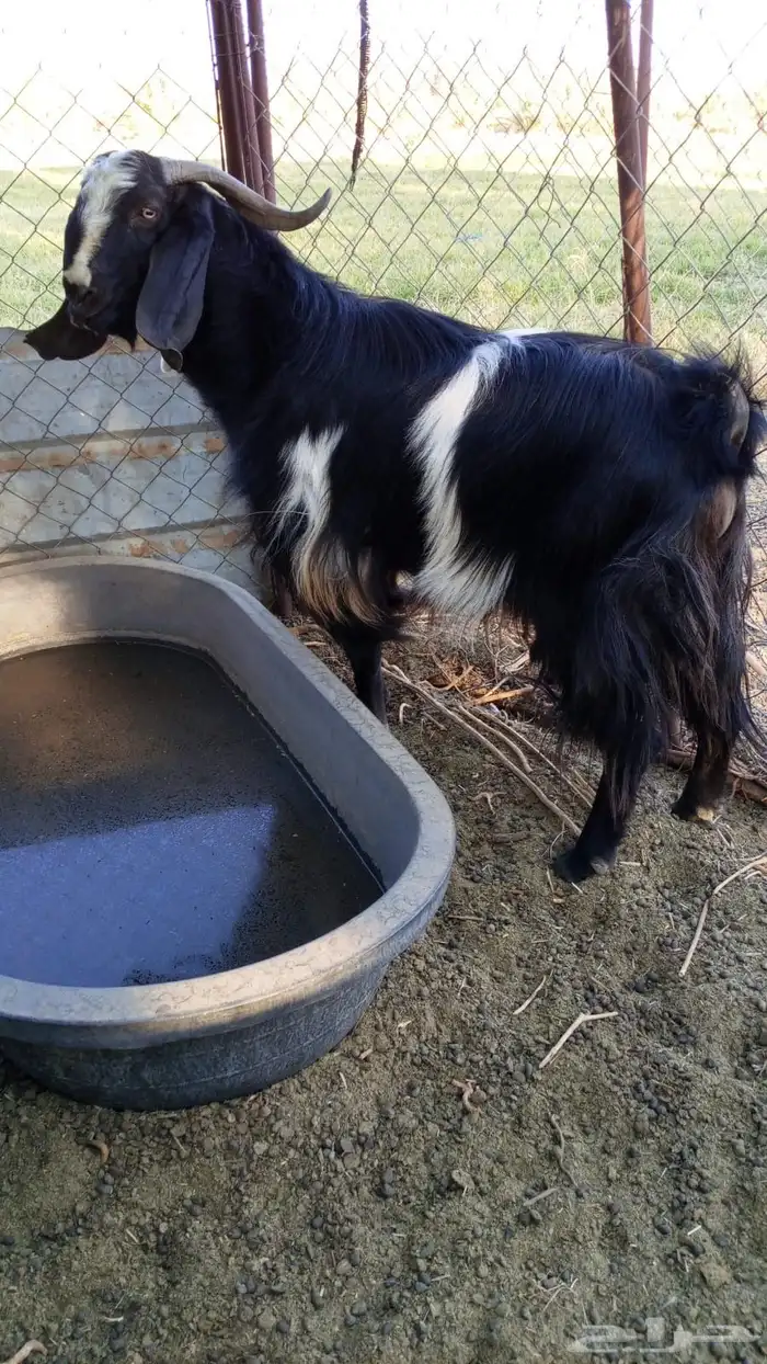 تيس فحل شرط 0