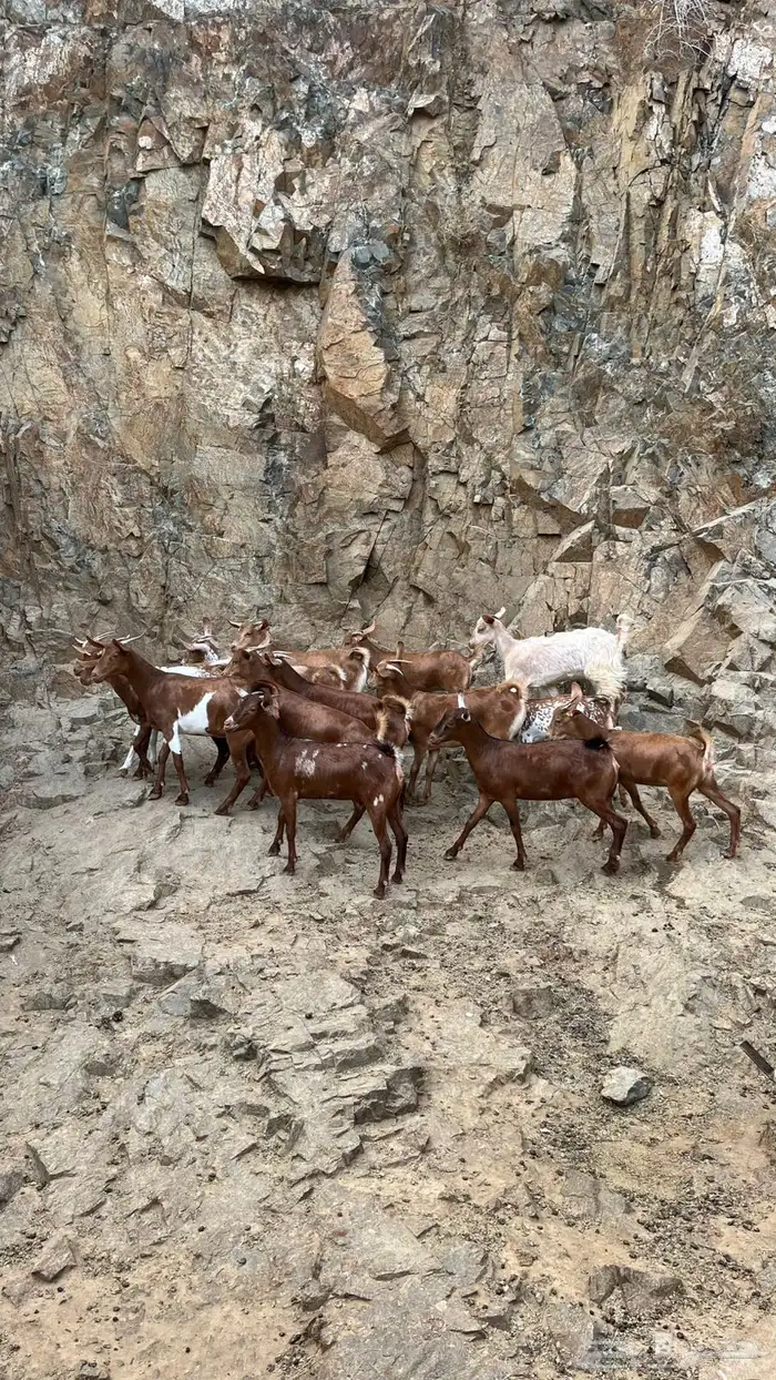 عنقان تربية 0