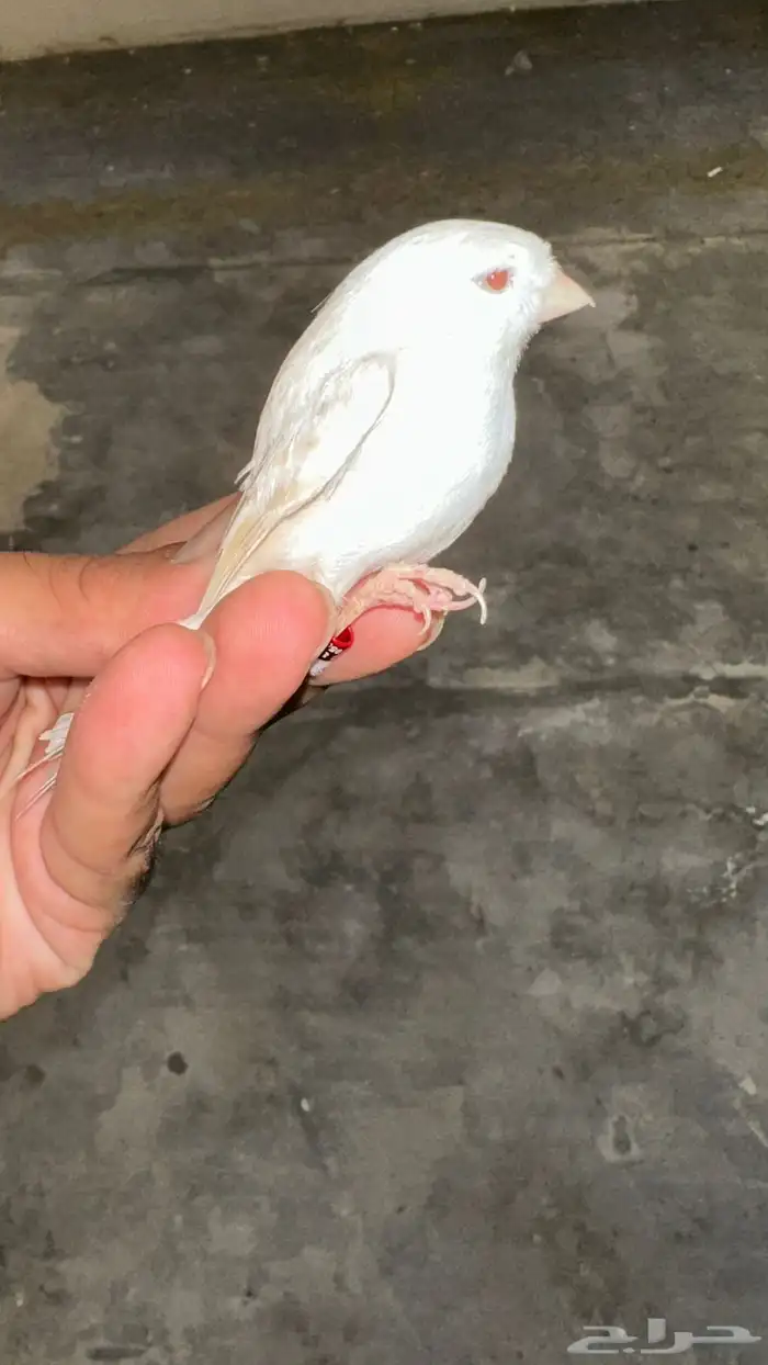 مجموعه كناري للبيع 20