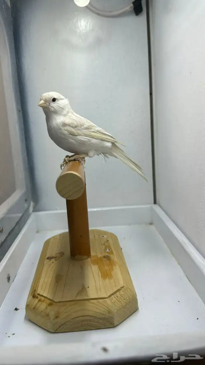 مجموعه كناري للبيع 3