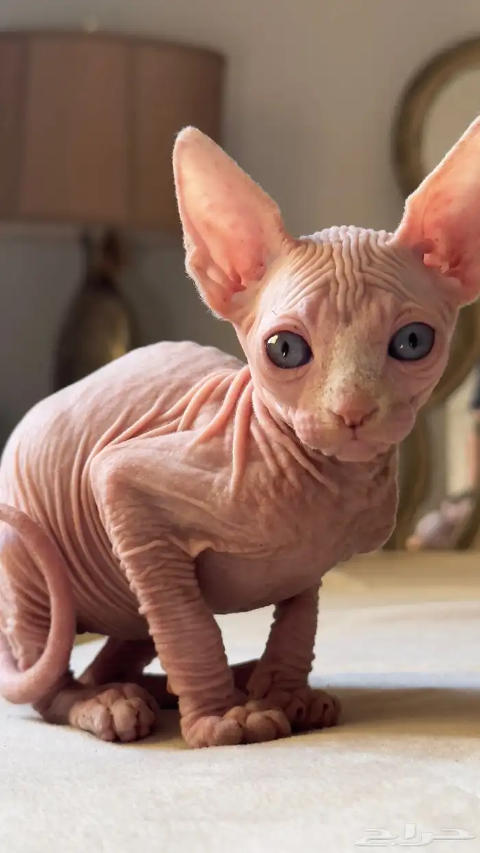 للبيع قطط فرعونيه سفينكس ذكر وأنثى عمر شهرين 0