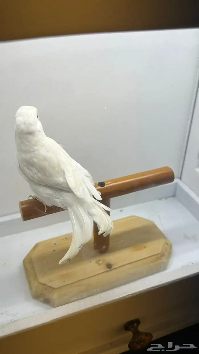 مجموعه كناري للبيع 6