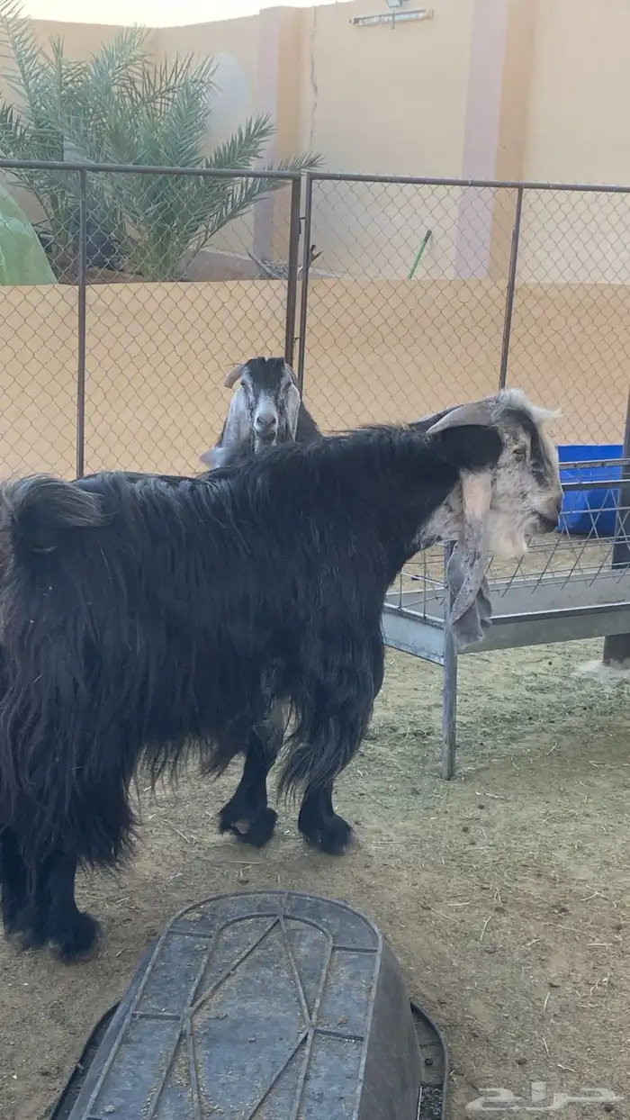 للبيع مراح كامل 0