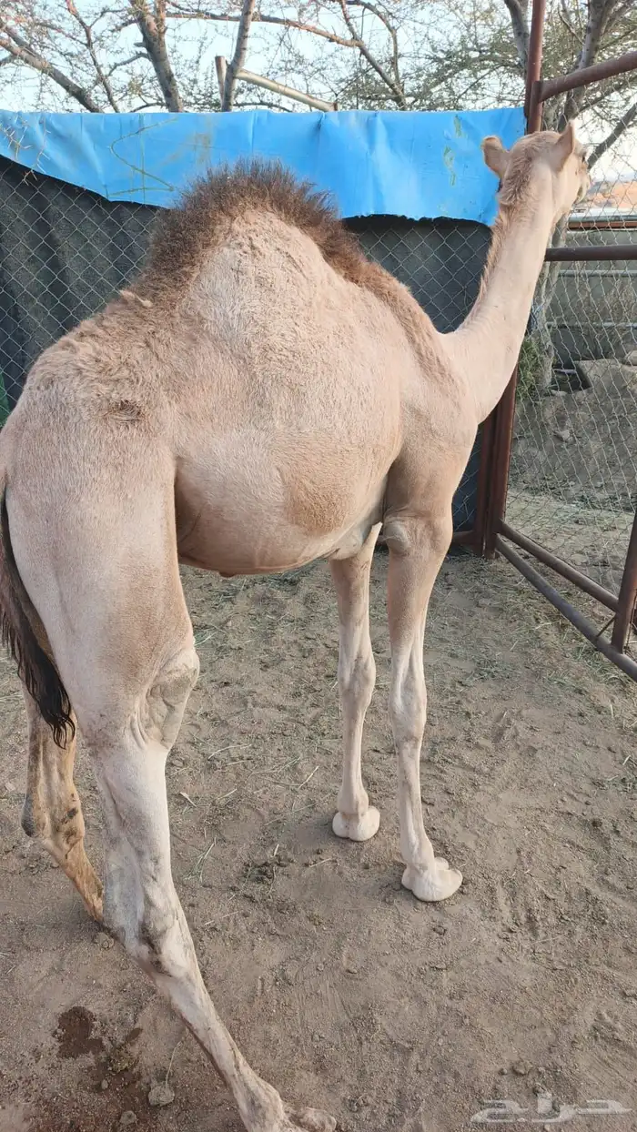 للبيع حاشي العمر 8 شهور 4