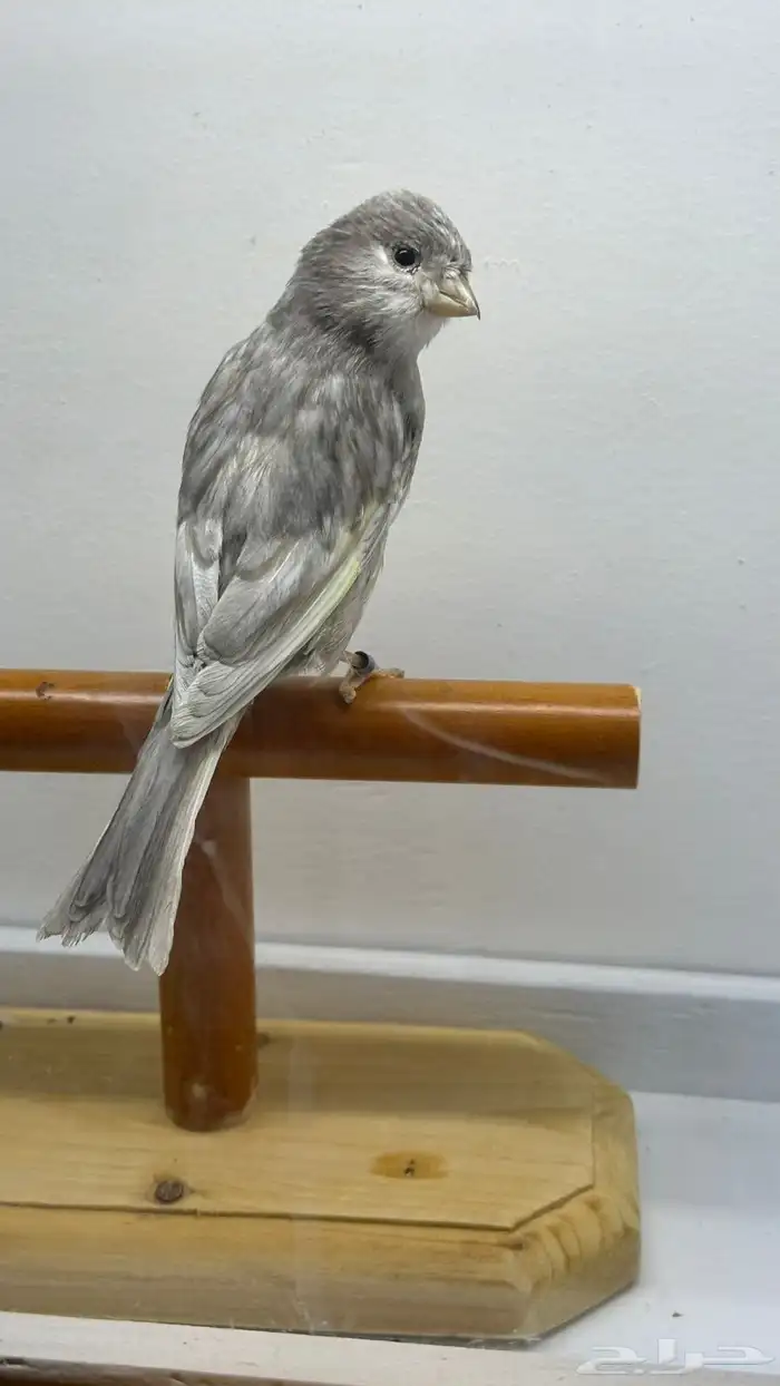 مجموعه كناري للبيع 13