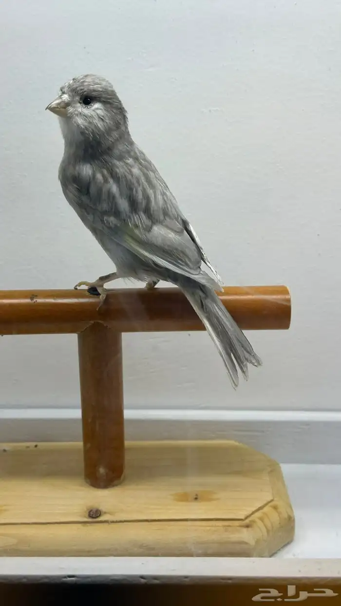 مجموعه كناري للبيع 16